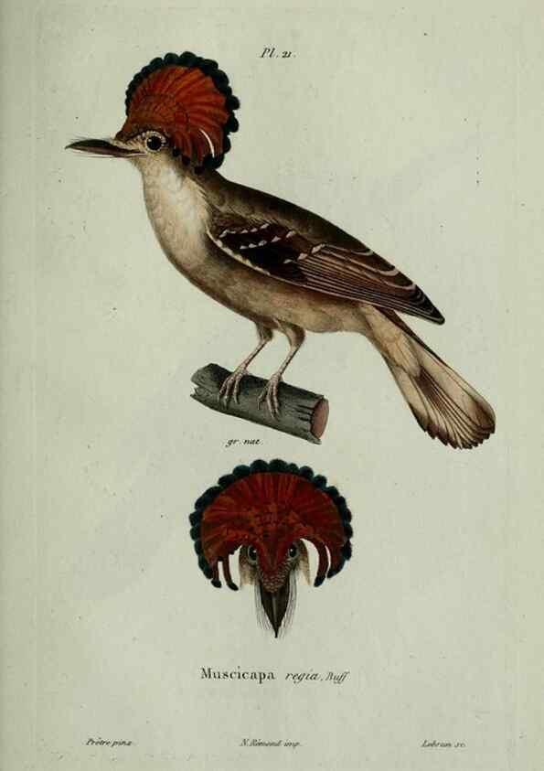 Reproducción/Reproduction 8203212056: Oiseaux /. Paris :A. Bertrand,1839