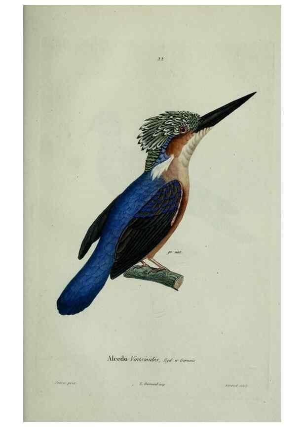 Reproducción/Reproduction 8202121285: Oiseaux /. Paris :A. Bertrand,1839