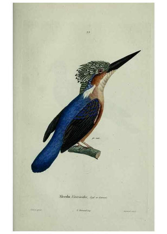 Reproducción/Reproduction 8202121285: Oiseaux /. Paris :A. Bertrand,1839