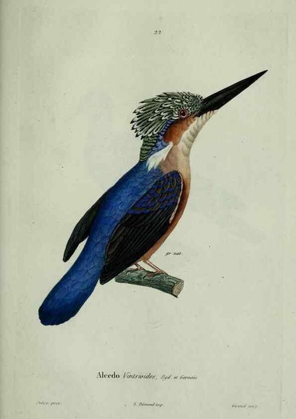 Reproducción/Reproduction 8202121285: Oiseaux /. Paris :A. Bertrand,1839