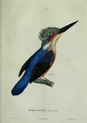 Reproducción/Reproduction 8202121285: Oiseaux /. Paris :A. Bertrand,1839
