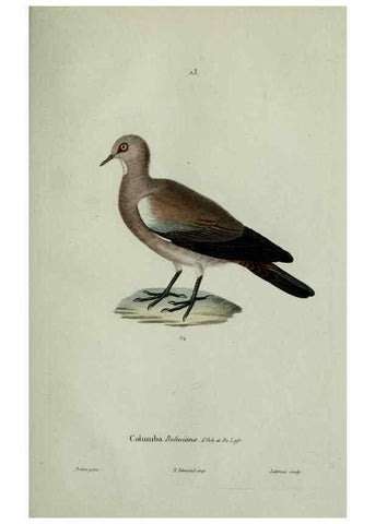 Reproducción/Reproduction 8203212774: Oiseaux /. Paris :A. Bertrand,1839