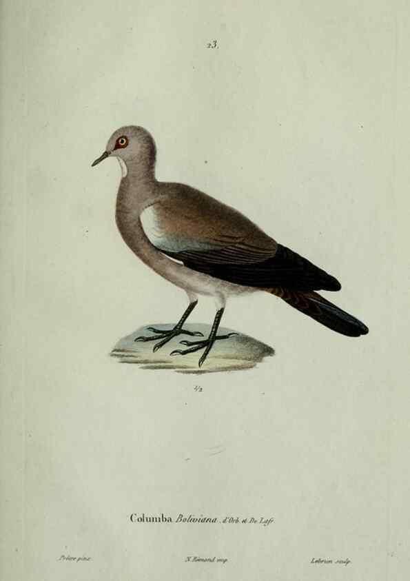 Reproducción/Reproduction 8203212774: Oiseaux /. Paris :A. Bertrand,1839