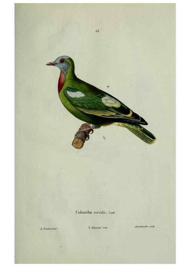 Reproducción/Reproduction 8202121999: Oiseaux /. Paris :A. Bertrand,1839