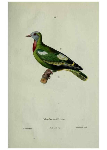 Reproducción/Reproduction 8202121999: Oiseaux /. Paris :A. Bertrand,1839
