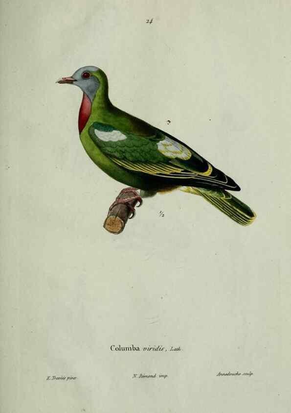 Reproducción/Reproduction 8202121999: Oiseaux /. Paris :A. Bertrand,1839