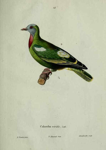 Reproducción/Reproduction 8202121999: Oiseaux /. Paris :A. Bertrand,1839