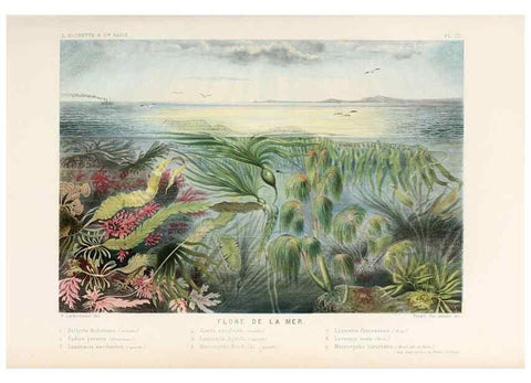 Reproducción/Reproduction 8202730069: Le monde de la mer .... Paris,L. Hachette & Cie,1866.