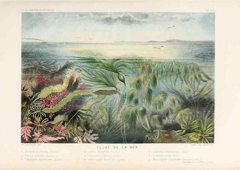 Reproducción/Reproduction 8202730069: Le monde de la mer .... Paris,L. Hachette & Cie,1866.