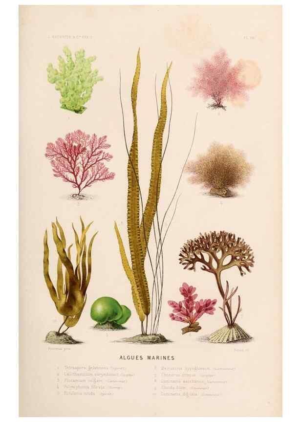 Reproducción/Reproduction 8202730631: Le monde de la mer .... Paris,L. Hachette & Cie,1866.