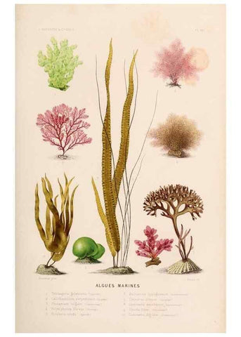 Reproducción/Reproduction 8202730631: Le monde de la mer .... Paris,L. Hachette & Cie,1866.