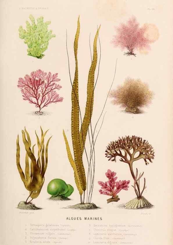 Reproducción/Reproduction 8202730631: Le monde de la mer .... Paris,L. Hachette & Cie,1866.