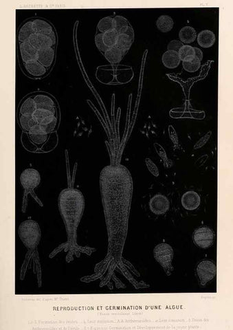 Reproducción/Reproduction 8203820798: Le monde de la mer .... Paris,L. Hachette & Cie,1866.