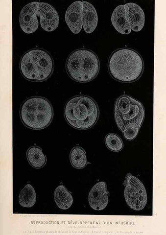 Reproducción/Reproduction 8202731913: Le monde de la mer .... Paris,L. Hachette & Cie,1866.