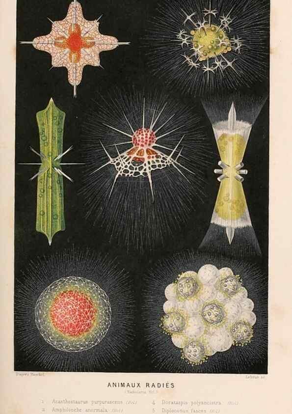 Reproducción/Reproduction 8203822042: Le monde de la mer .... Paris,L. Hachette & Cie,1866.