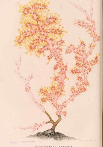 Reproducción/Reproduction 8202733049: Le monde de la mer .... Paris,L. Hachette & Cie,1866.