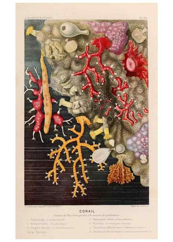 Reproducción/Reproduction 8202733667: Le monde de la mer .... Paris,L. Hachette & Cie,1866.