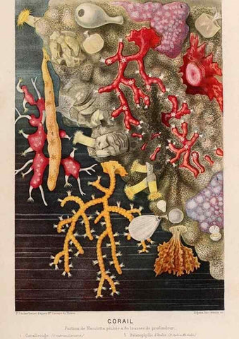 Reproducción/Reproduction 8202733667: Le monde de la mer .... Paris,L. Hachette & Cie,1866.