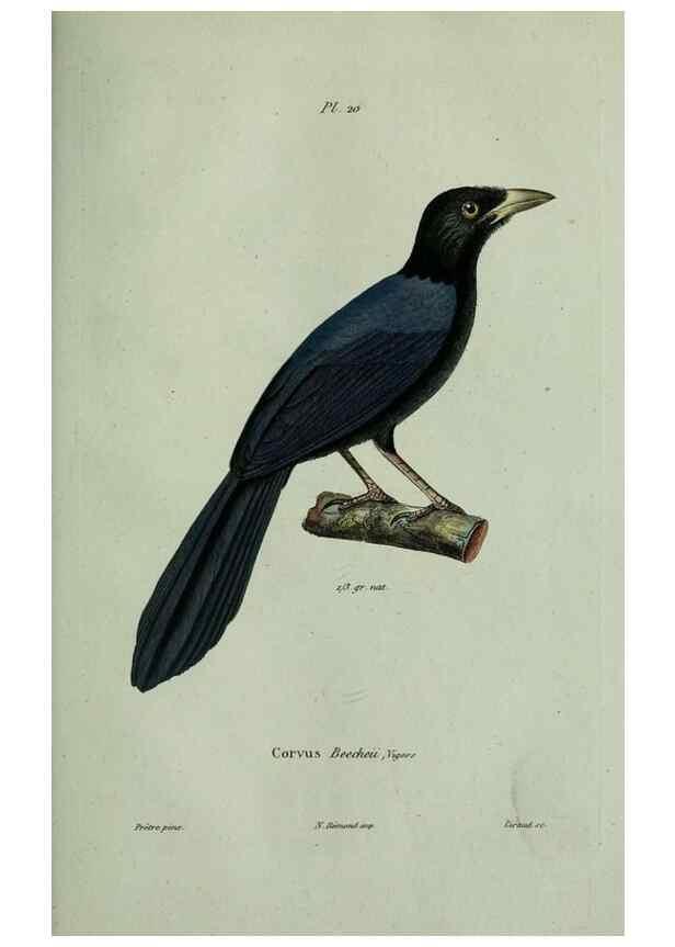Reproducción/Reproduction 8202120413: Oiseaux /. Paris :A. Bertrand,1839