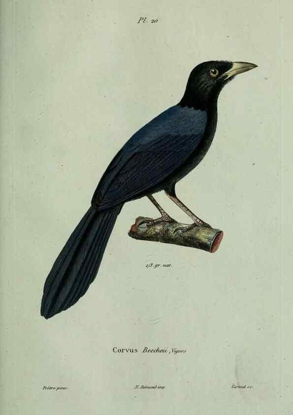 Reproducción/Reproduction 8202120413: Oiseaux /. Paris :A. Bertrand,1839