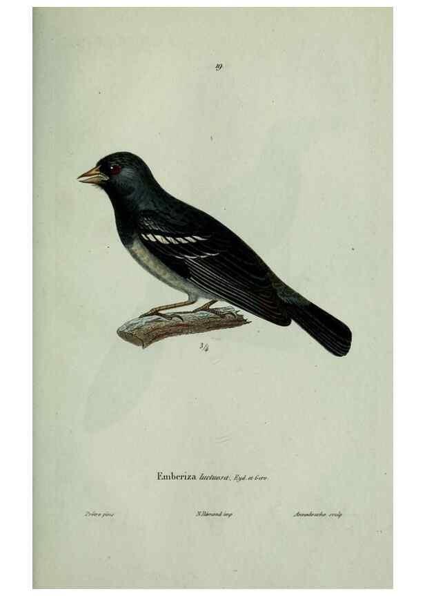 Reproducción/Reproduction 8202120015: Oiseaux /. Paris :A. Bertrand,1839