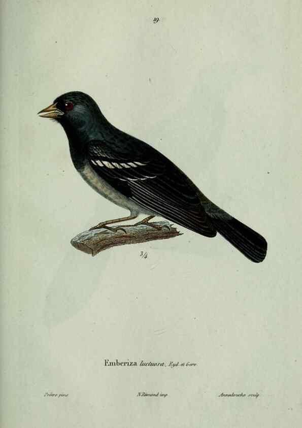 Reproducción/Reproduction 8202120015: Oiseaux /. Paris :A. Bertrand,1839