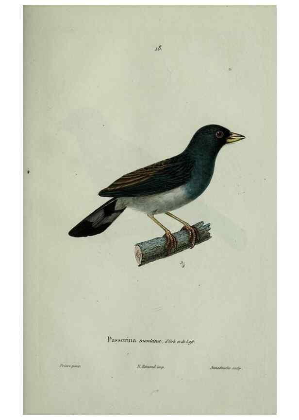 Reproducción/Reproduction 8202119637: Oiseaux /. Paris :A. Bertrand,1839
