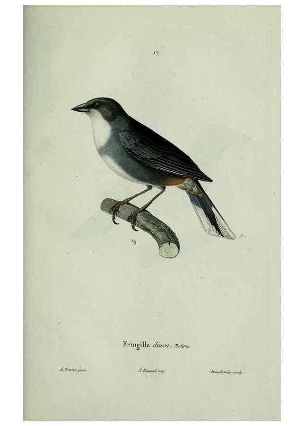 Reproducción/Reproduction 8202119033: Oiseaux /. Paris :A. Bertrand,1839