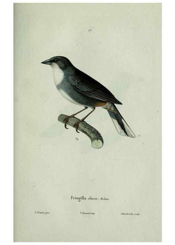 Reproducción/Reproduction 8202119033: Oiseaux /. Paris :A. Bertrand,1839