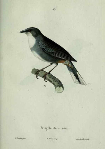Reproducción/Reproduction 8202119033: Oiseaux /. Paris :A. Bertrand,1839