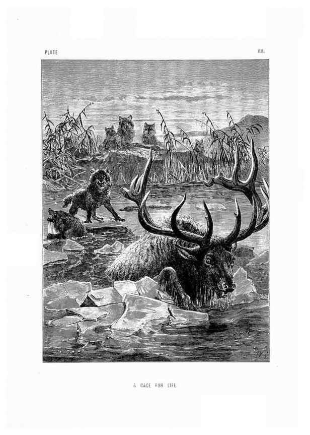 Reproducción/Reproduction 8200281450: The life and habits of wild animals,. London,A. Macmillan,1874.