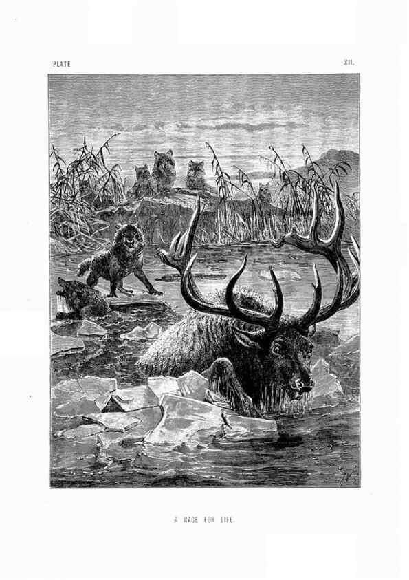Reproducción/Reproduction 8200281450: The life and habits of wild animals,. London,A. Macmillan,1874.