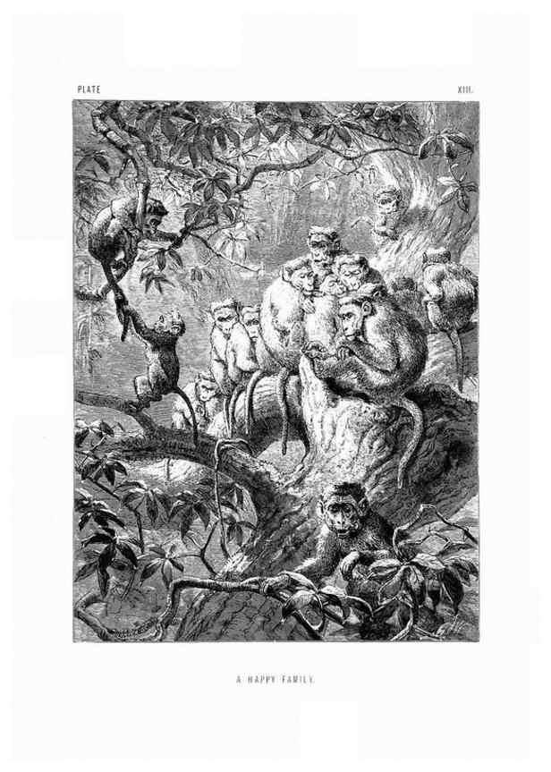 Reproducción/Reproduction 8200282156: The life and habits of wild animals,. London,A. Macmillan,1874.
