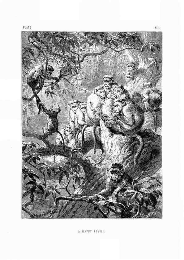 Reproducción/Reproduction 8200282156: The life and habits of wild animals,. London,A. Macmillan,1874.