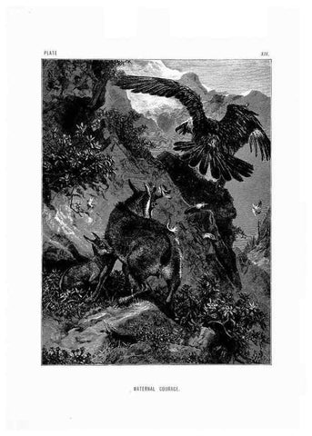 Reproducción/Reproduction 8199190623: The life and habits of wild animals,. London,A. Macmillan,1874.