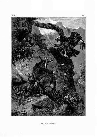Reproducción/Reproduction 8199190623: The life and habits of wild animals,. London,A. Macmillan,1874.