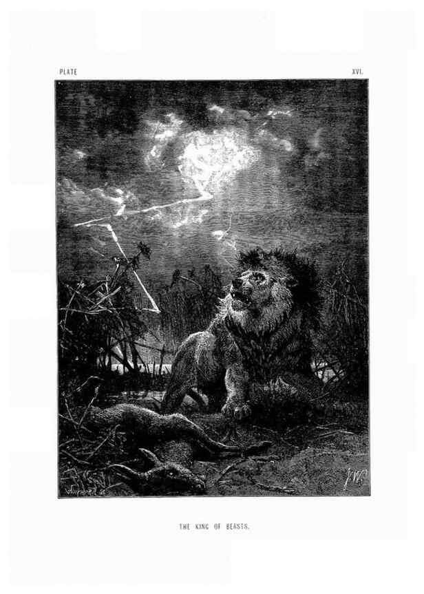 Reproducción/Reproduction 8200283462: The life and habits of wild animals,. London,A. Macmillan,1874.