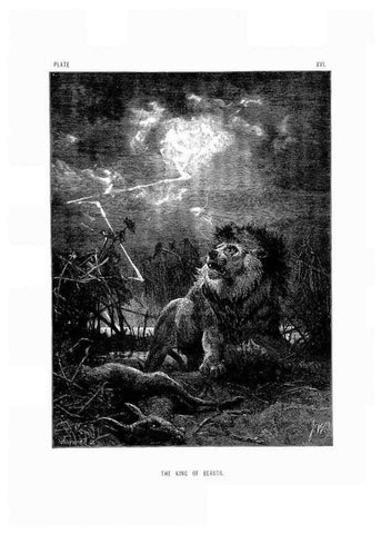 Reproducción/Reproduction 8200283462: The life and habits of wild animals,. London,A. Macmillan,1874.