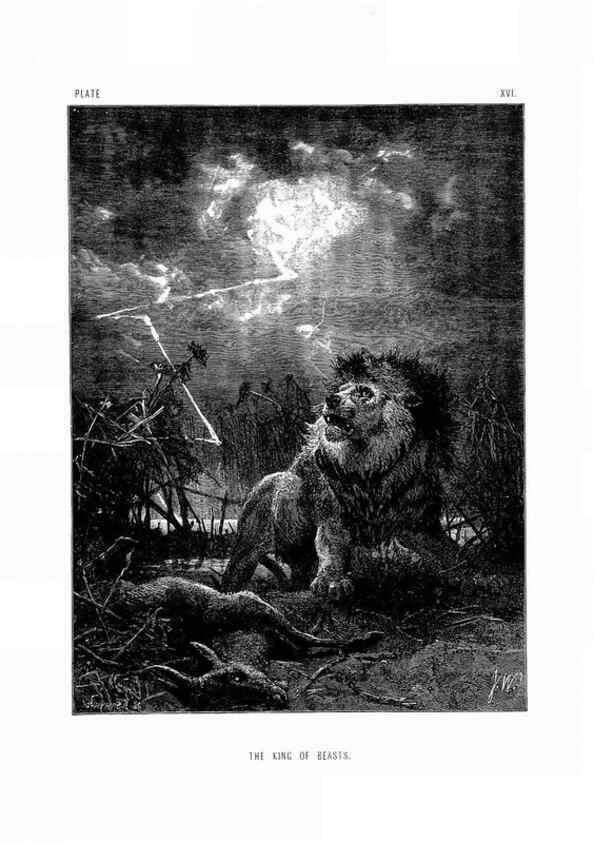 Reproducción/Reproduction 8200283462: The life and habits of wild animals,. London,A. Macmillan,1874.