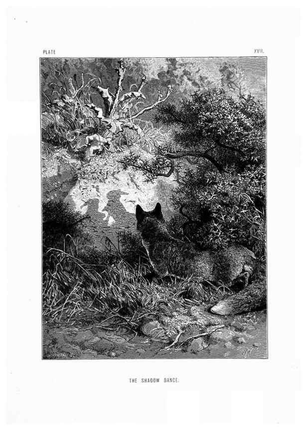 Reproducción/Reproduction 8200283988: The life and habits of wild animals,. London,A. Macmillan,1874.