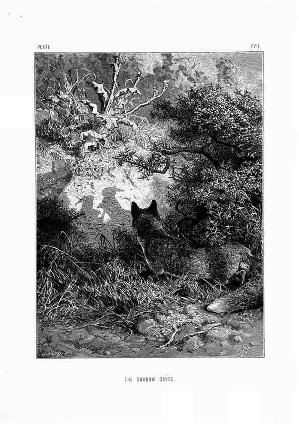 Reproducción/Reproduction 8200283988: The life and habits of wild animals,. London,A. Macmillan,1874.