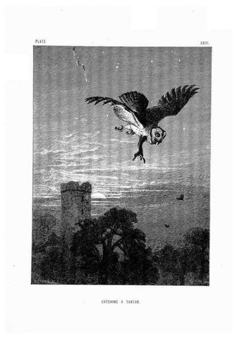 Reproducción/Reproduction 8200284520: The life and habits of wild animals,. London,A. Macmillan,1874.