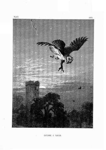 Reproducción/Reproduction 8200284520: The life and habits of wild animals,. London,A. Macmillan,1874.