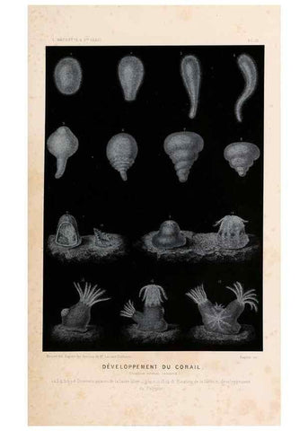 Reproducción/Reproduction 8202734025: Le monde de la mer .... Paris,L. Hachette & Cie,1866.
