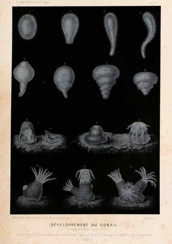 Reproducción/Reproduction 8202734025: Le monde de la mer .... Paris,L. Hachette & Cie,1866.