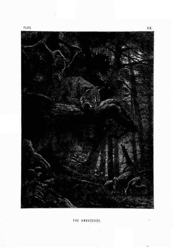 Reproducción/Reproduction 8199193269: The life and habits of wild animals,. London,A. Macmillan,1874.