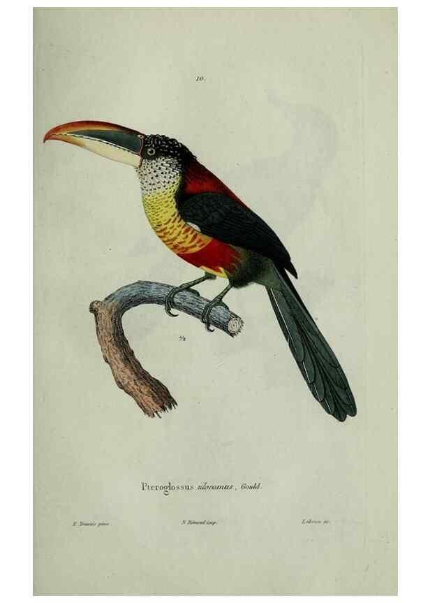 Reproducción/Reproduction 8202116259: Oiseaux /. Paris :A. Bertrand,1839