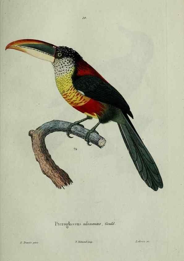 Reproducción/Reproduction 8202116259: Oiseaux /. Paris :A. Bertrand,1839