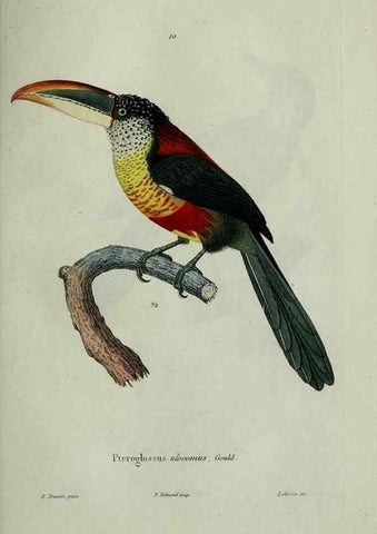 Reproducción/Reproduction 8202116259: Oiseaux /. Paris :A. Bertrand,1839