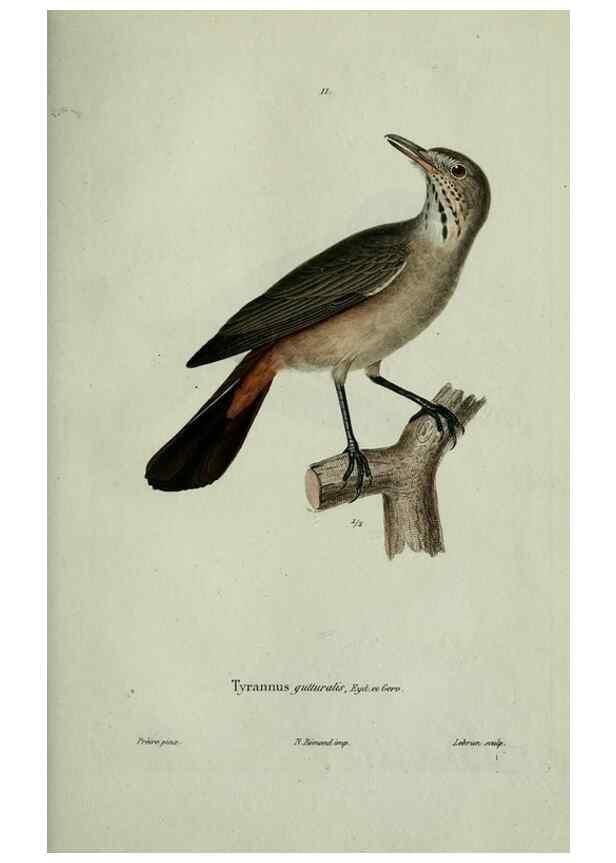 Reproducción/Reproduction 8202116647: Oiseaux /. Paris :A. Bertrand,1839